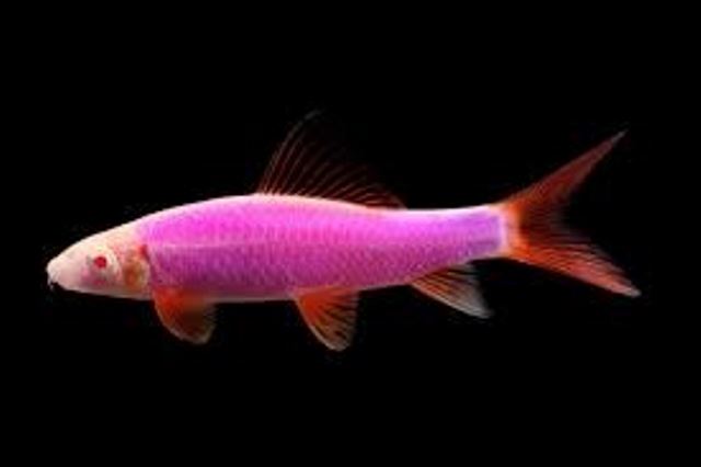 GloFish - Shark - Galactic Purple - 2-3 inch - IN STOCK